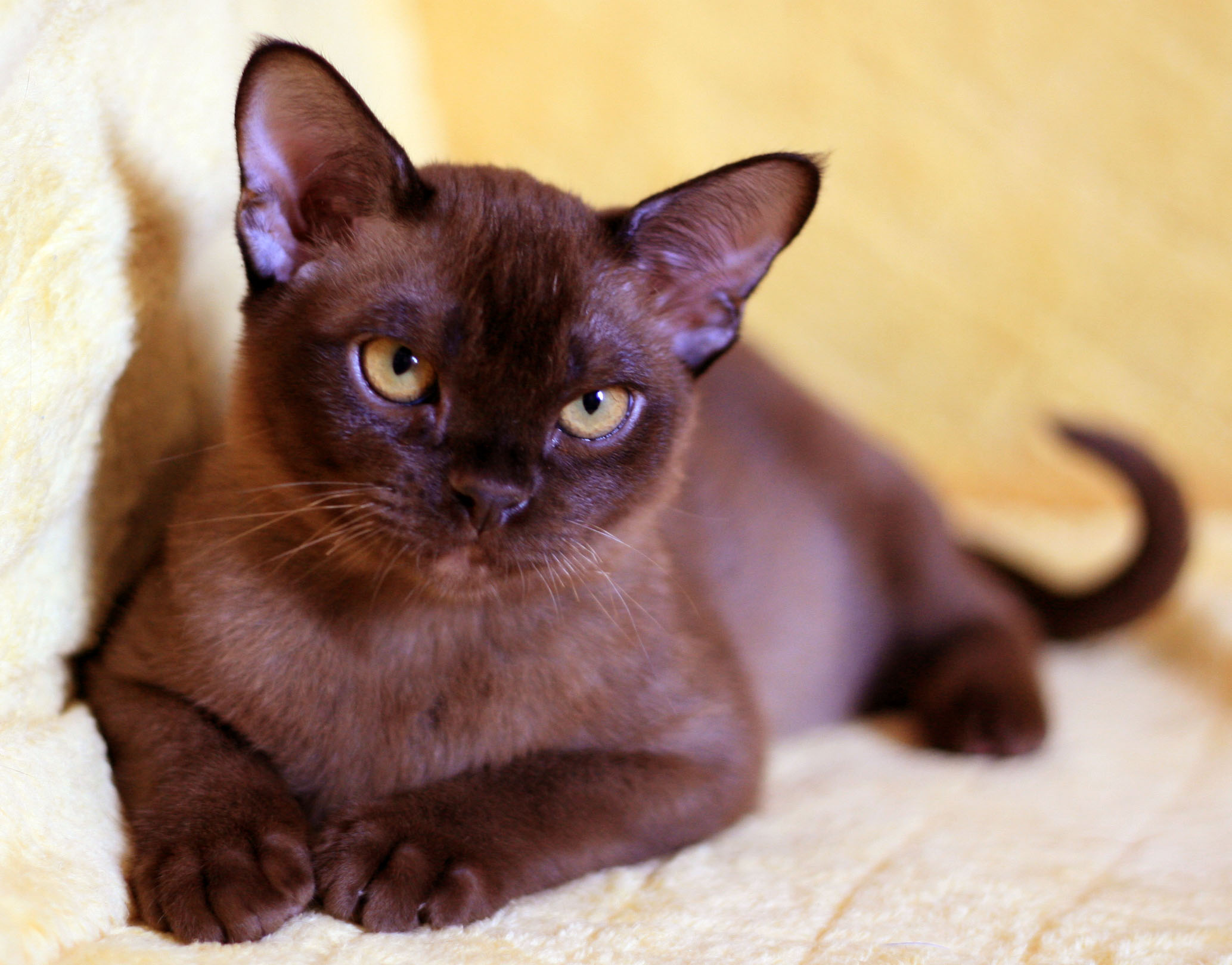 Бурма фото. Бурманская порода кошек. Бурманская короткошерстная кошка. Европейская Бурма кошка. Европейская Бурма котята.